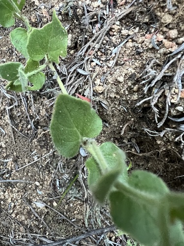 Mirabilis laevis, photograph 4