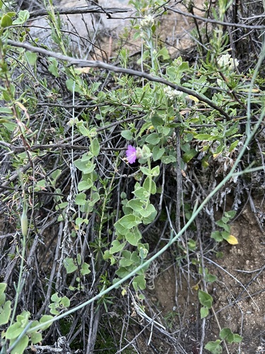 Mirabilis laevis, photograph 5