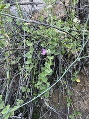 author not stated, no rights reserved Mirabilis laevis, photograph author not stated, no rights reserved