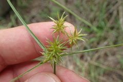 Cyperus retroflexus