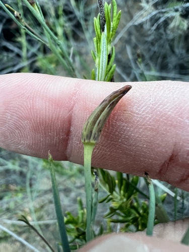 Porophyllum gracile, photograph 5