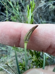 Porophyllum gracile, photograph author not stated, no rights reserved