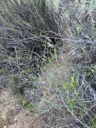 Porophyllum gracile, photograph 6