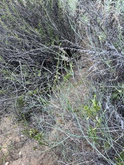 Porophyllum gracile, photograph author not stated, no rights reserved
