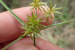 Cyperus retroflexus