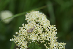 Acrididae