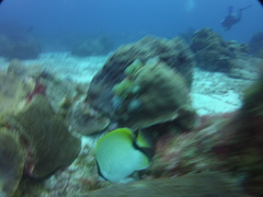 Chaetodon sedentarius