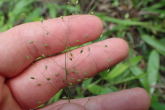 Dichanthelium commutatum