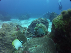 Chaetodon sedentarius