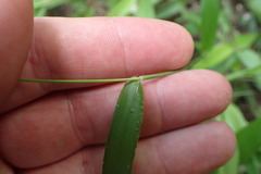 Dichanthelium commutatum