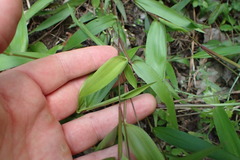 Dichanthelium commutatum