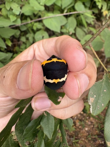 Poecilocoris balteatus