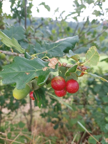 Cherry Gall Wasp