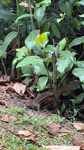 Plantain Squirrel
