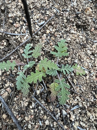 Salvia columbariae, photograph 4