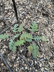 author not stated, no rights reserved Salvia columbariae, photograph author not stated, no rights reserved