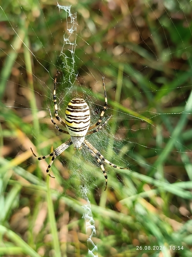 Wasp Spider