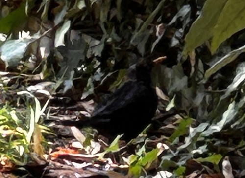 Eurasian Blackbird