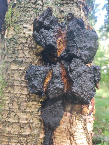 chaga