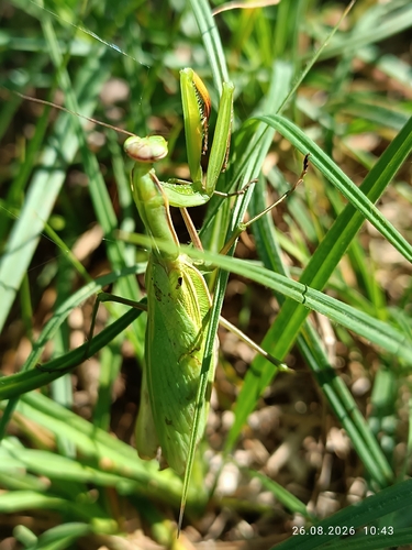 European Mantis