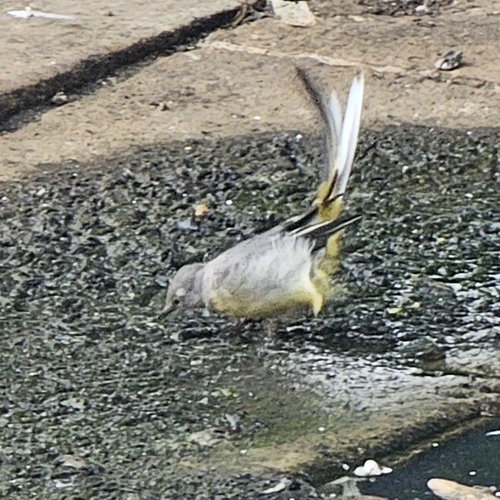 Grey Wagtail