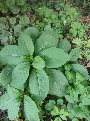 Indian Pokeweed