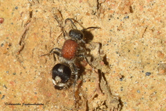 Mutillinae