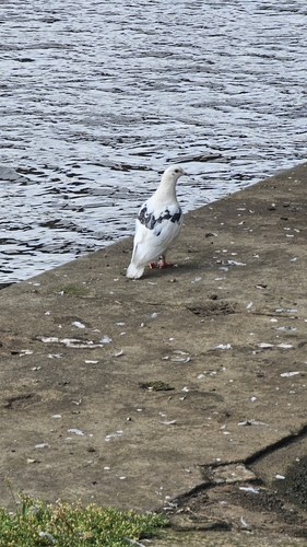 Feral Pigeon