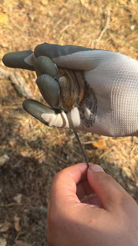 Striped Field Mouse