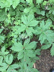 Hydrophyllum tenuipes