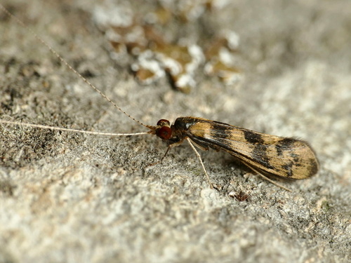Grousewing Caddisfly