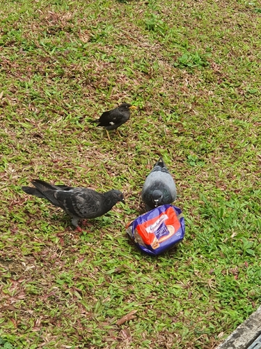 Rock Pigeon
