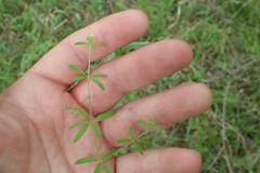 Galium tinctorium
