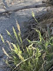 Festuca octoflora