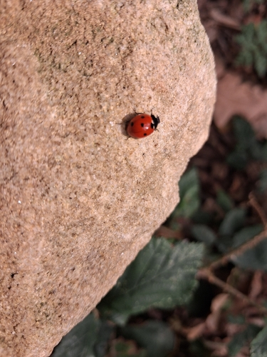 Seven-spotted Lady Beetle