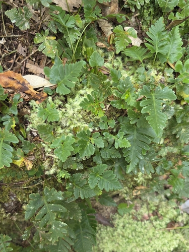 Davallia repens