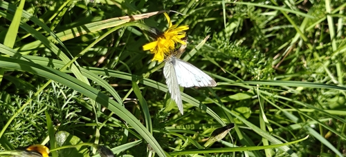 Green-veined White