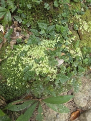 Davallia repens, photograph (c) Shelomi Doyle, some rights reserved (CC BY)