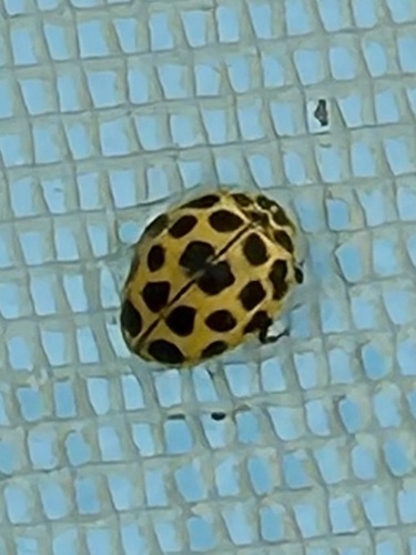 22-spot Ladybird