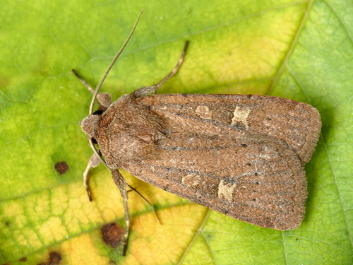 Square-spot Rustic