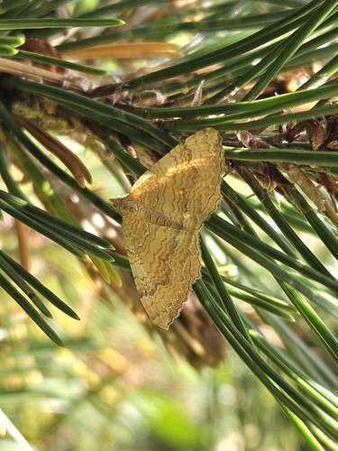Yellow Shell Moth