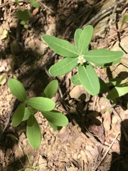 Euphorbia pubentissima