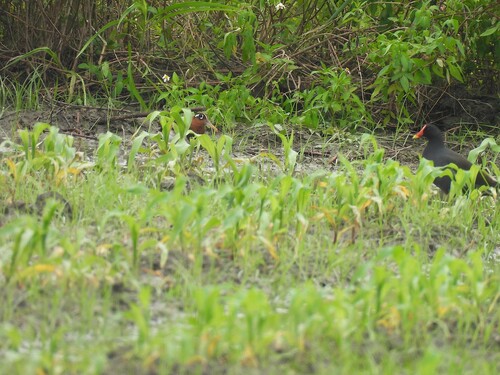 iNaturalist image