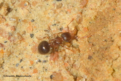 Meranoplus bicolor
