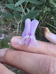 author not stated, no rights reserved Lathyrus vestitus, photograph author not stated, no rights reserved