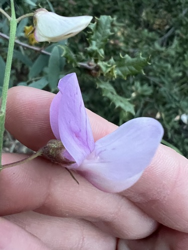 Lathyrus vestitus, photograph 3