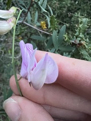 author not stated, no rights reserved Lathyrus vestitus, photograph author not stated, no rights reserved