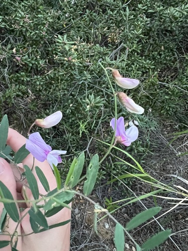 Lathyrus vestitus, photograph 5