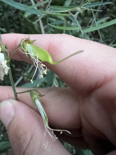 Lathyrus vestitus, photograph 6
