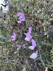 Lathyrus vestitus